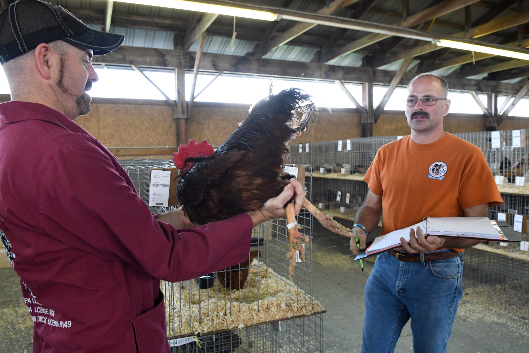 Inspecting a rooster